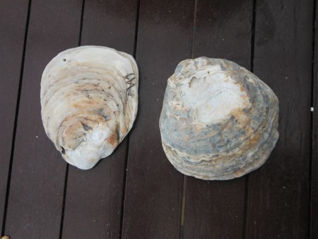 017 Grote schelpen met gaatje 